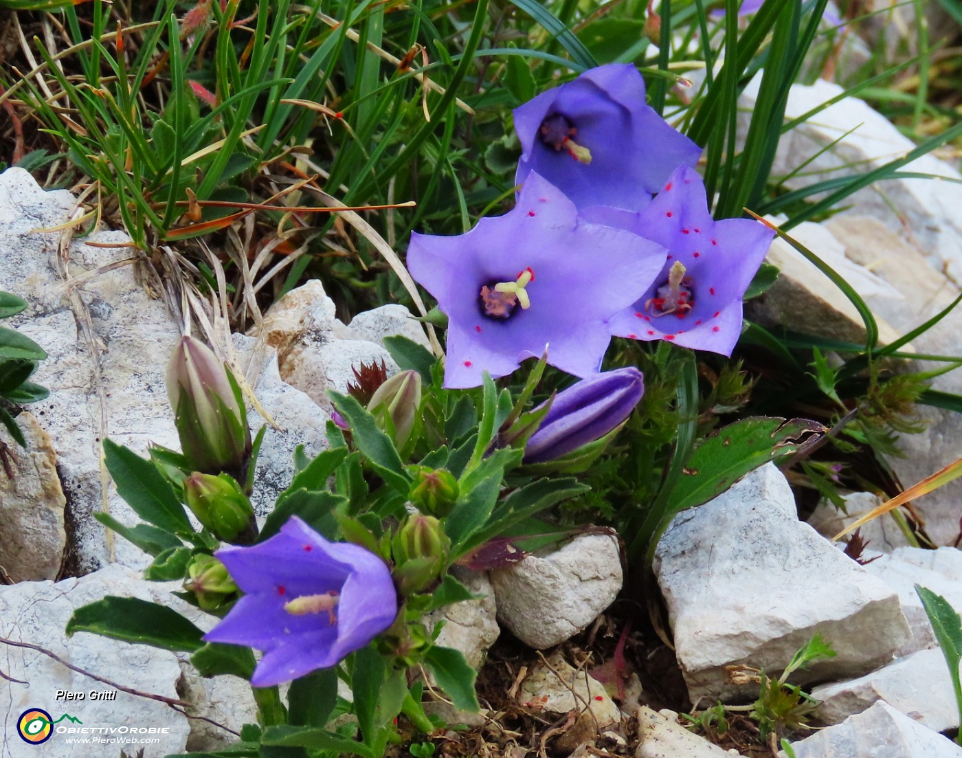 44 Campanula raineri (Campanula dell'arciduca) .JPG